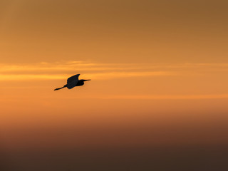 Fototapeta na wymiar Little Chinese egret bird fly over the sea, in sunset light