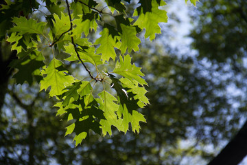 Green leaves with blurred background in daylight