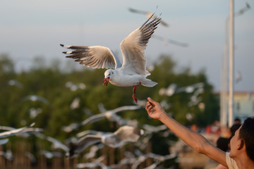feeding seagull