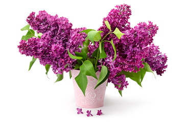 Several branches of a lilac in bucket isolated on white.