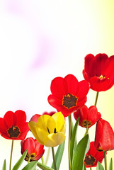Fototapeta na wymiar flowerbed of red tulips with unfocused background