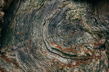 Old tree stump closeup, cracks and age rings