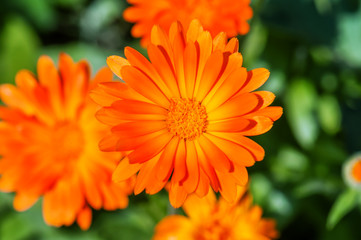 orange calendula flowers