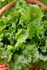 Fresh green lettuce