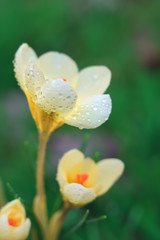 Spring flowering early first flower. Yellow crocus dewdrops. 

