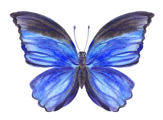 Blue butterfly, watercolor painting.