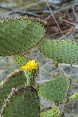 detail of scenic cactus plants