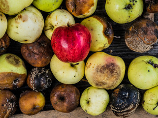 A lot of rotten (spoiled) apples, lying on the ground. Among them are some ripe fresh apples.
