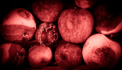 A lot of rotten (spoiled) apples, lying on the ground. Among them are some ripe fresh apples.
