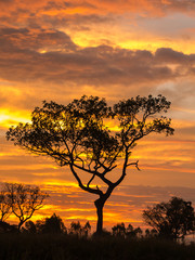 Fototapeta na wymiar Golden Clouds and Tree silhouette
