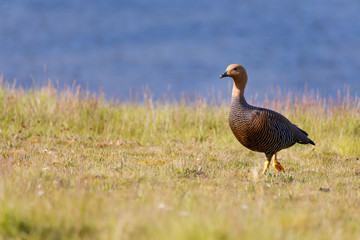 patagonian goose, birds, animals, argentina, chile, south america, patagonia, tierra del fuego, land of fire 