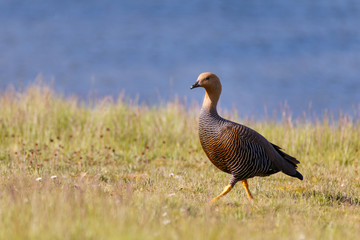 patagonian goose, birds, animals, argentina, chile, south america, patagonia, tierra del fuego, land of fire 