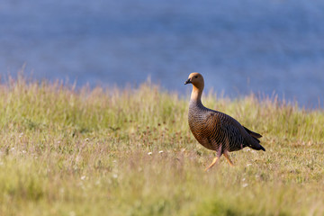 patagonian goose, birds, animals, argentina, chile, south america, patagonia, tierra del fuego, land of fire 