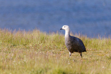 patagonian goose, birds, animals, argentina, chile, south america, patagonia, tierra del fuego, land of fire 