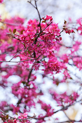 tree with pink blossoms