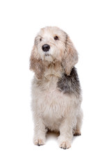 Basset Griffon Vendéen