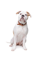 american bulldog