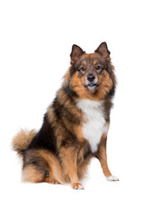 mixed breed dog