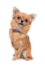 Brown long haired Chihuahua