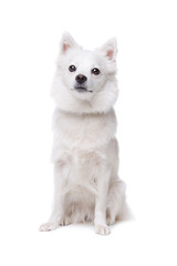 white pomeranian dog