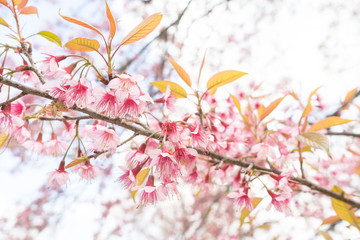 Pink Cherry Blossom Against Clear Blue Sky