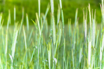 Fototapeta na wymiar Field of green cereal, ears of wheat, close-up