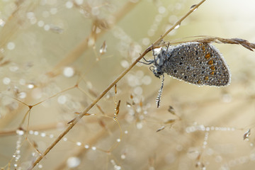 Beautiful butterfly in waterdrops at morning with soft  background
