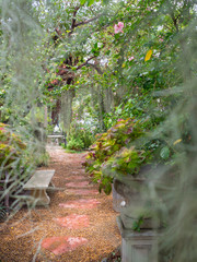 Walkway deep in to the park with spanish moss blurred foreground