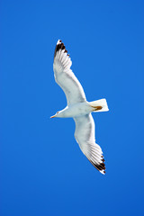 Seagull