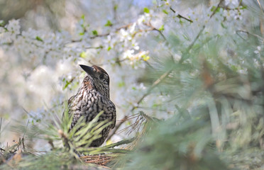 Fieldfare (Turdus pilaris) on spring tree
