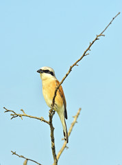 Common Stonechat bird