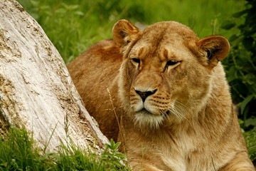 Löwin, Raubkatze, Katze, Raubtier, Wildlife