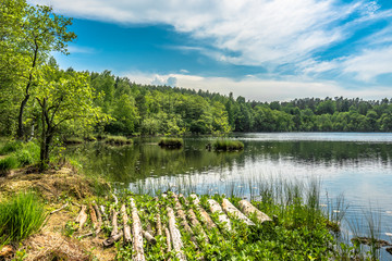 Sunny summer landscape of lake in the forest