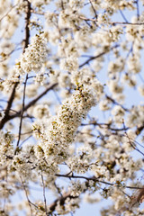 tree with white flowers