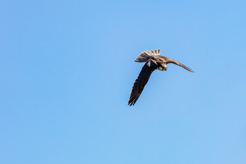 Jäger im Flug