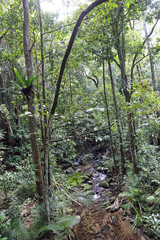 Obraz premium stream in Mossman gorge rainforest,Queensland