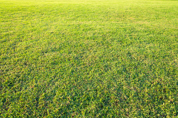 playground, Green lawn pattern, Green grass natural background.