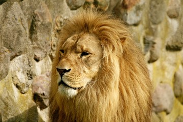Löwe, Raubkatze, Katze, Raubtier, Wildlife, Jungle, King, Portrait © Markus