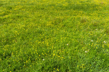 Yellow flowers, texture of green grass in spring meadow