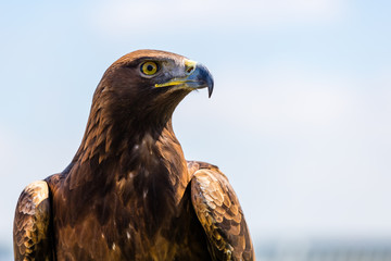 Steinadler