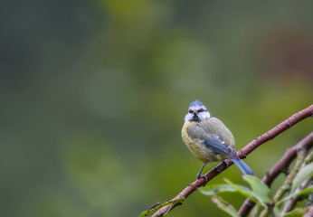 Blue tit natural copyspace