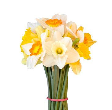 a bouquet of daffodils isolated on white background