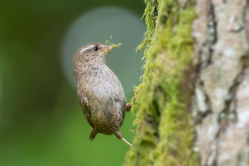 Wren nesting