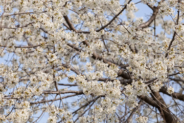 tree with white flowers