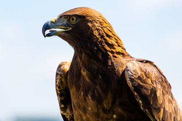 Steinadler