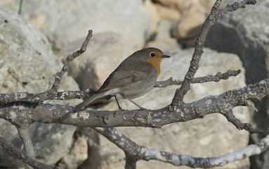 Robin