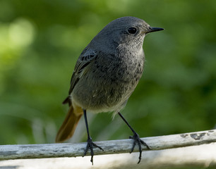 Black redstart