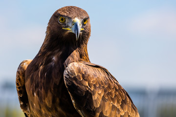 Steinadler