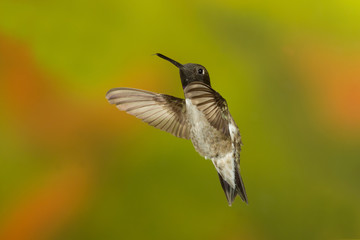 Fototapeta na wymiar Broad-billed Hummingbird flying