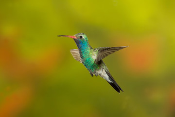 Broad-billed Hummingbird flying